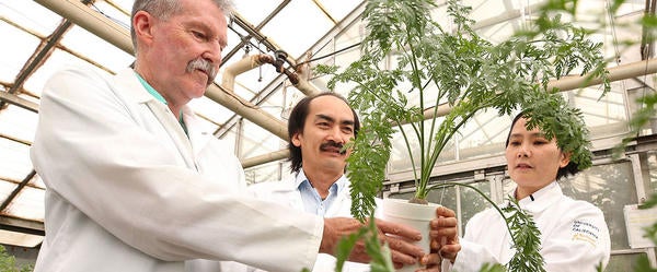 Photo shoot in a greenhouse for the Nematology department on June 21, 2019.  Philip Roberts, Professor of Nematology, left, with Bao Lam Huynh, Asst. Professional Researcher, and Tra Duong, Asst. Project Scientist. (UCR/Stan Lim)