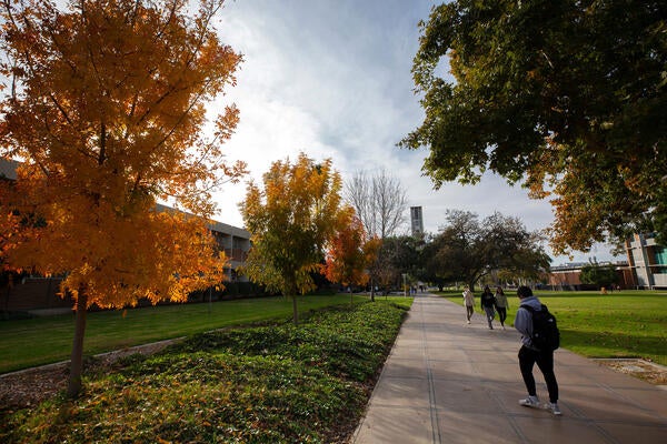 walking on campus, bell tower in distance, yellow fall leaves