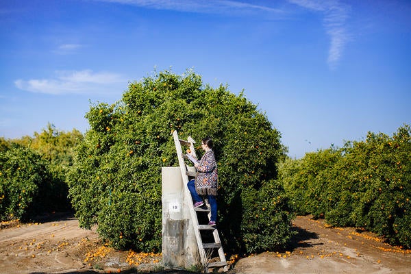 UCR researcher in citrus fields at Ag-Ops