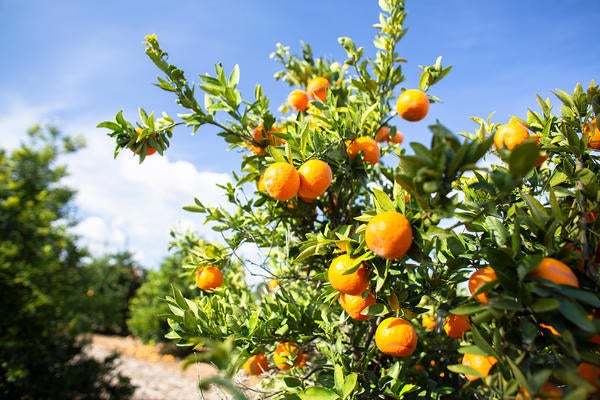 Oranges on tree at UCR's citrus research Ag-Ops