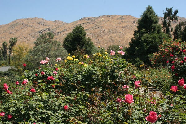 Roses at UCR Botanic Gardens