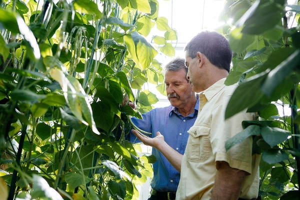 UCR faculty standing near plants used in agricultural research 