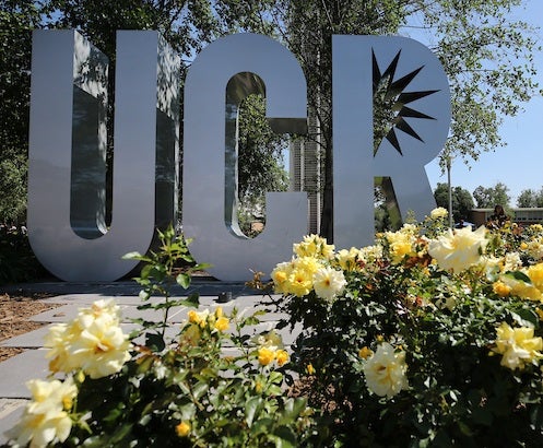 UCR Sign Behind Yellow Flowers