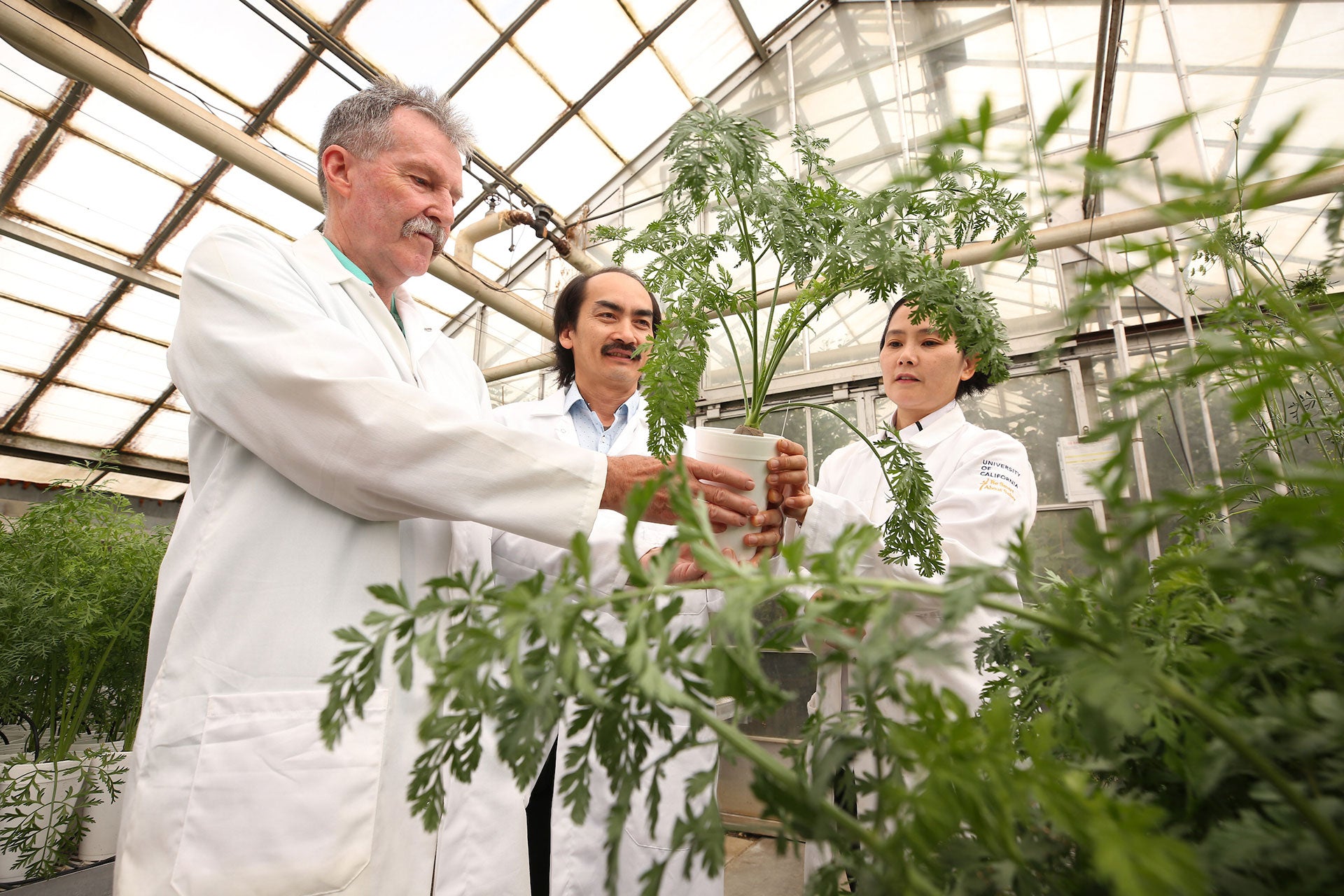 Photo shoot in a greenhouse for the Nematology department on June 21, 2019. Philip Roberts, Professor of Nematology, left, with Bao Lam Huynh, Asst. Professional Researcher, and Tra Duong, Asst. Project Scientist. (UCR/Stan Lim)